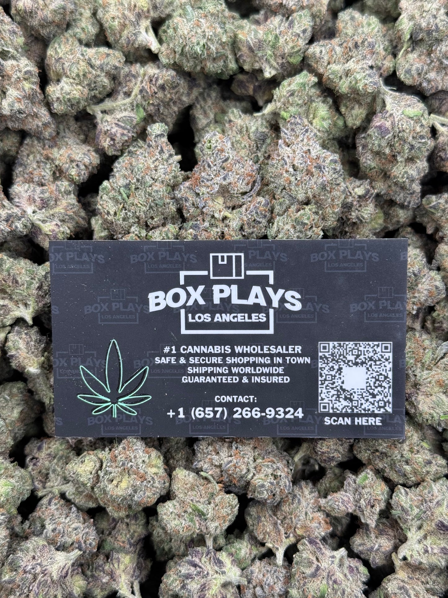 BlueBerry Gelato