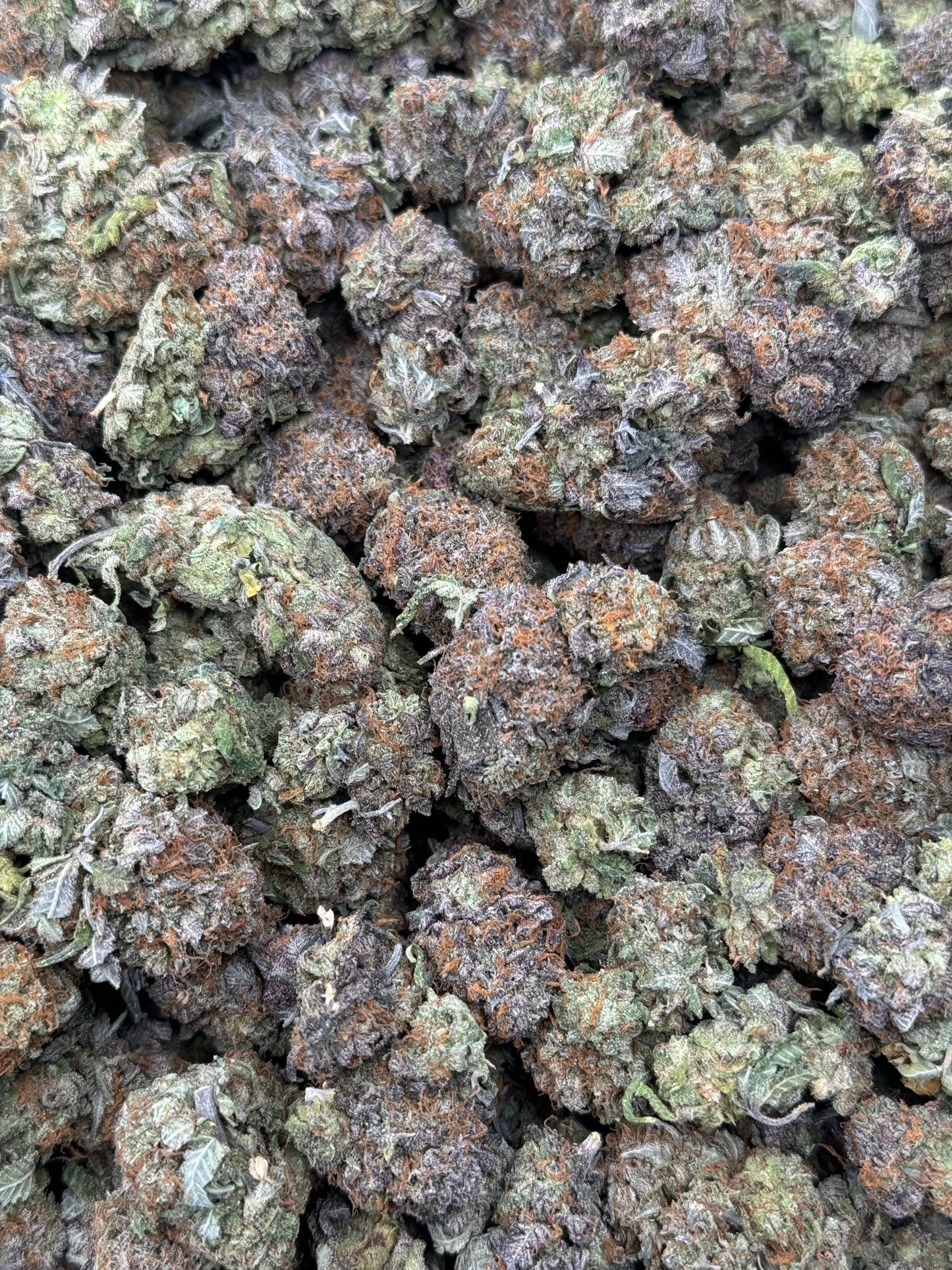 Indoor Purple Bubba