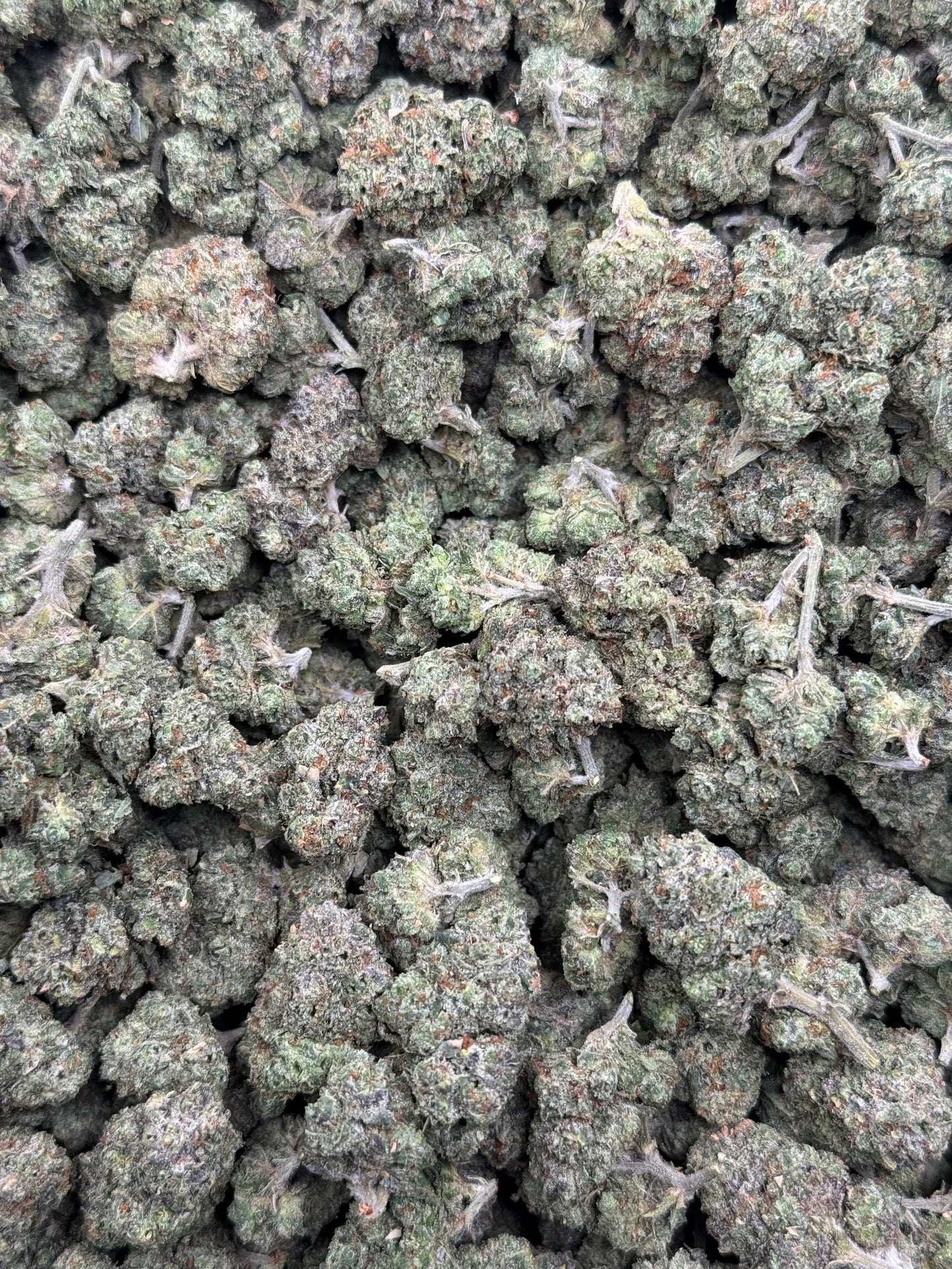 Blue Guava Mediums
