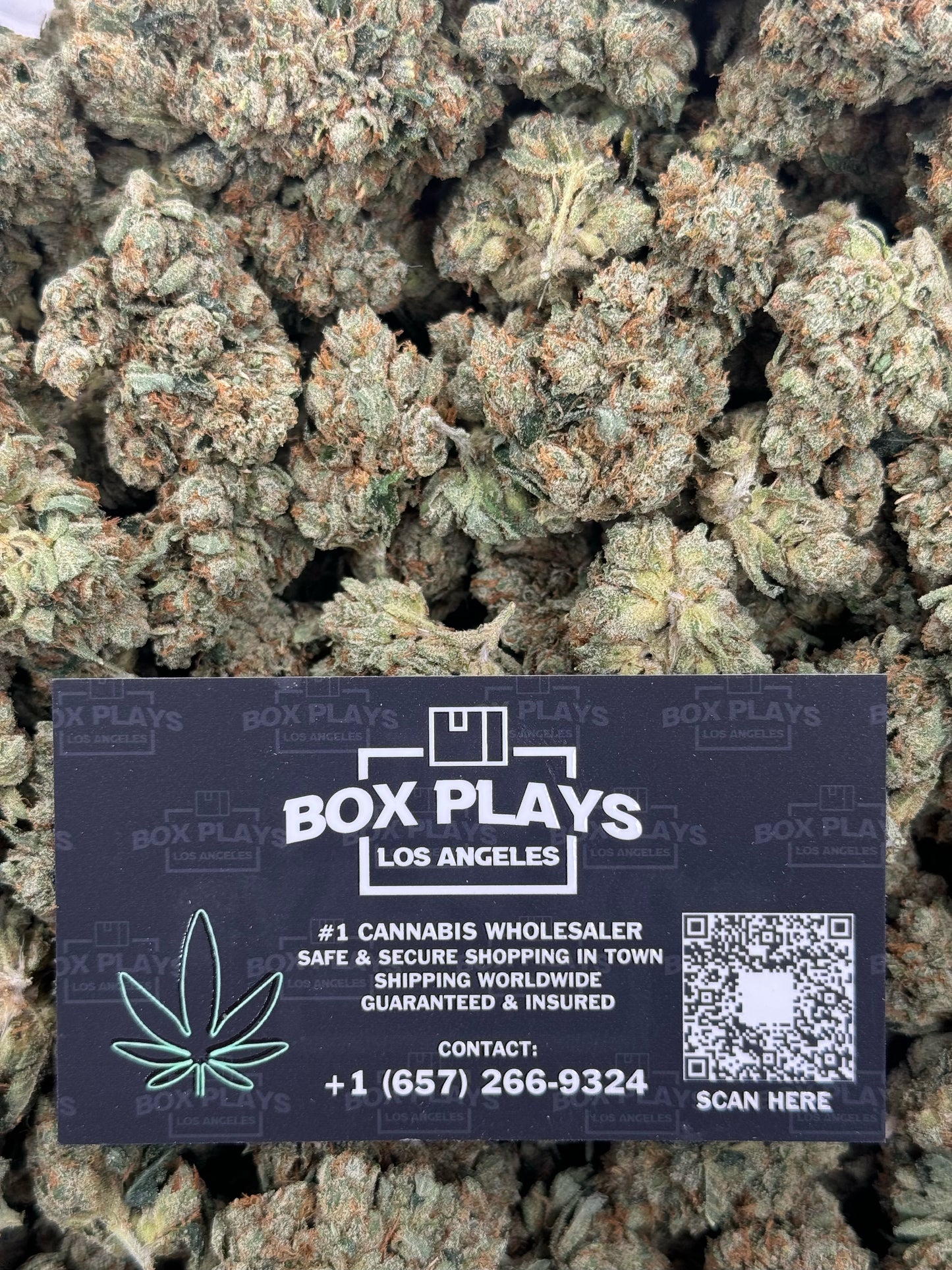 King Louie OG