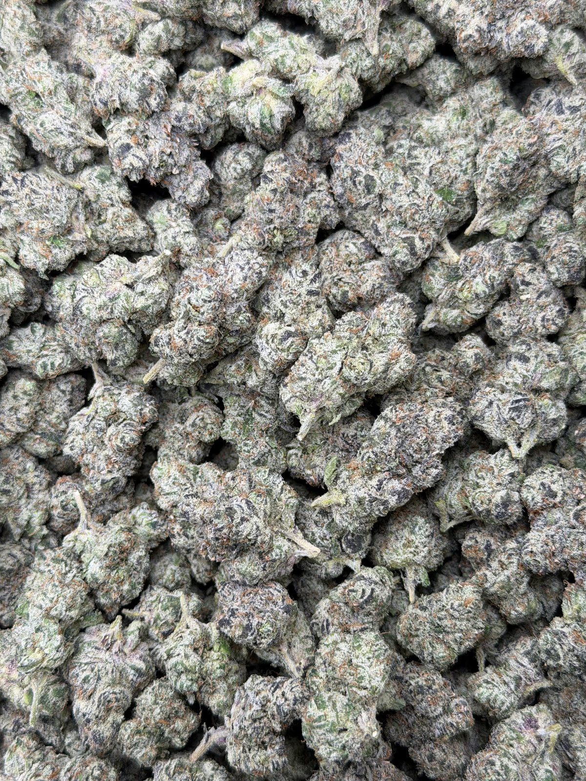 LA Candy